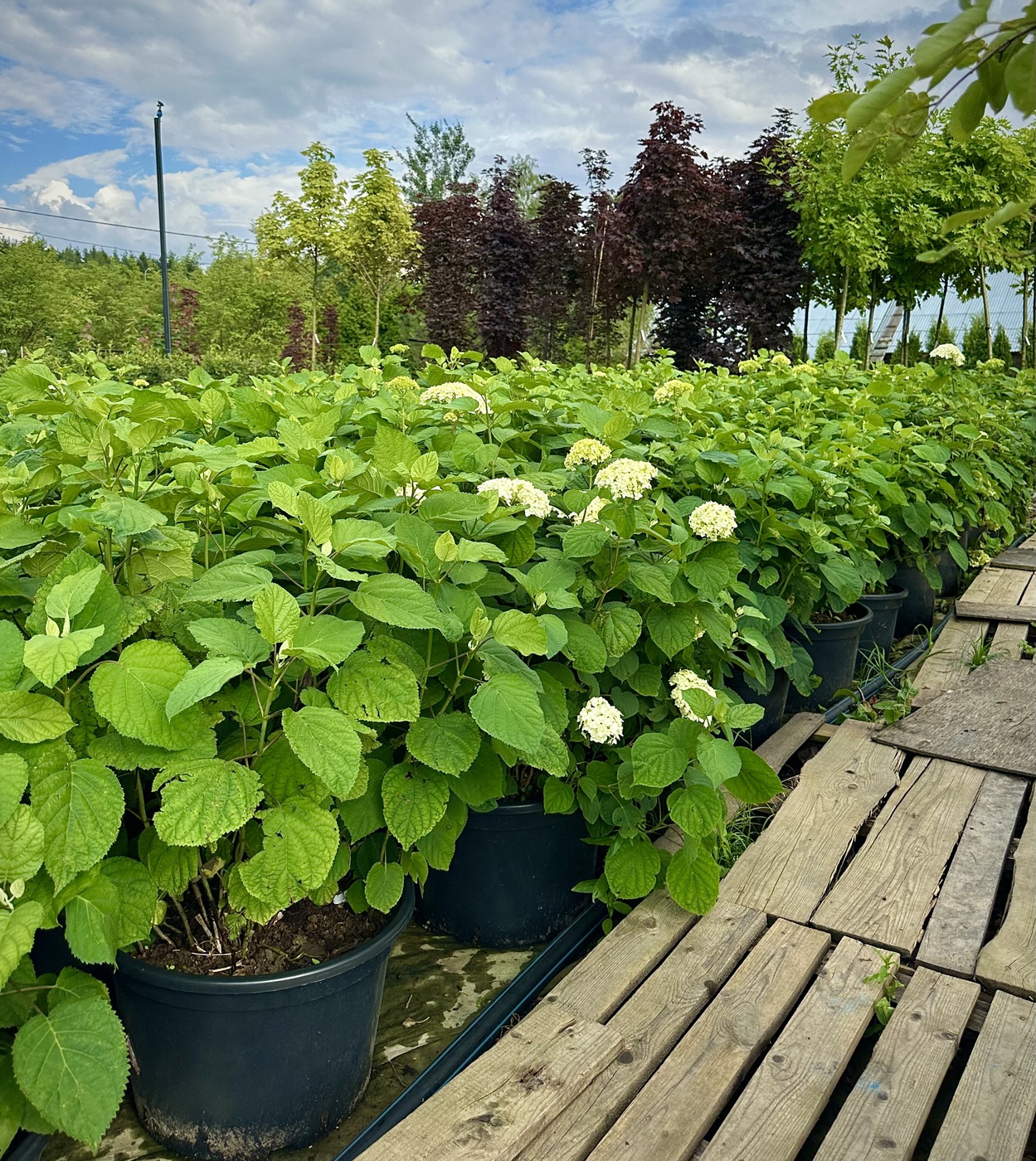 Гортензия древовидная `Аннабель``Annabelle`