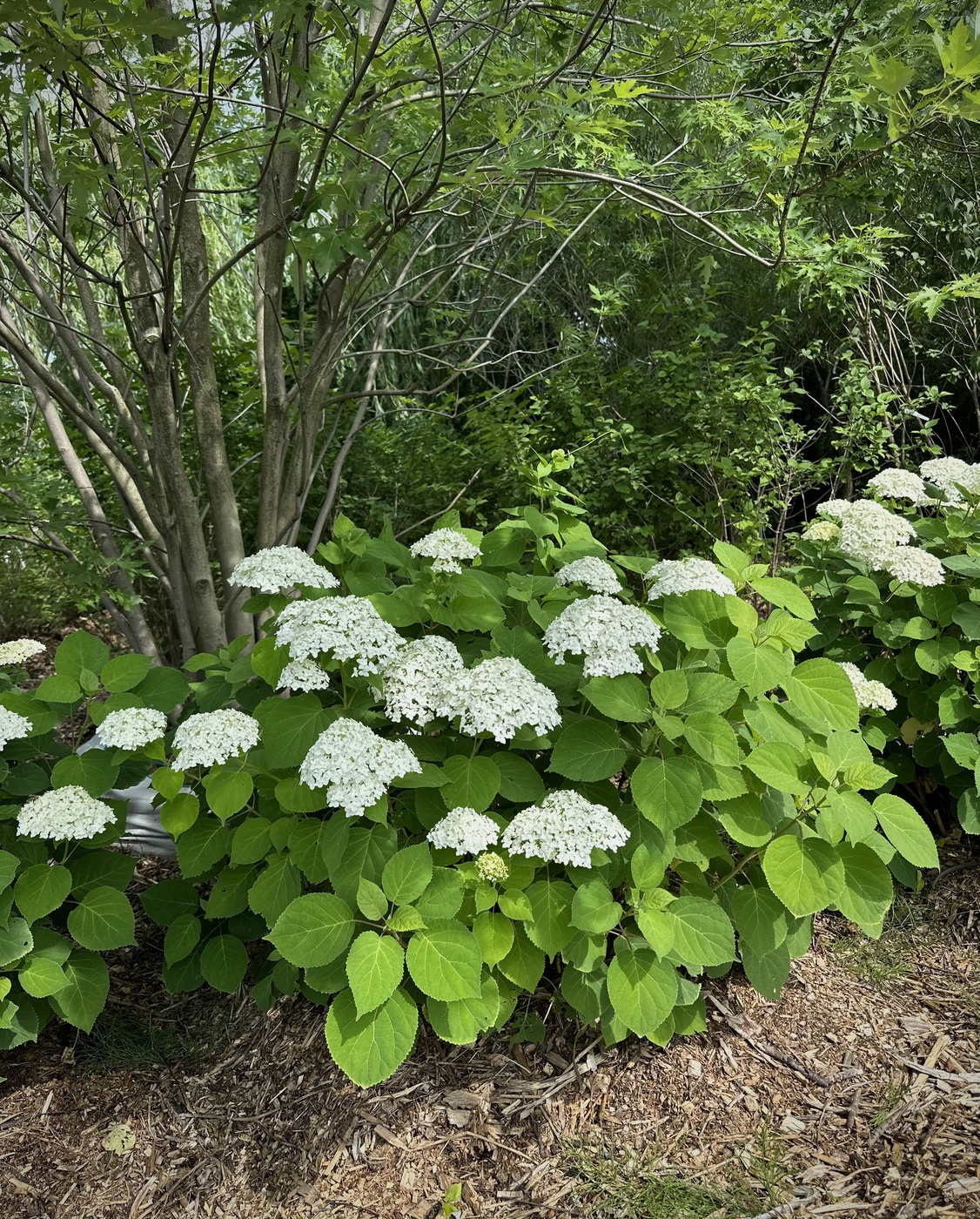 Гортензия древовидная `Аннабель``Annabelle`