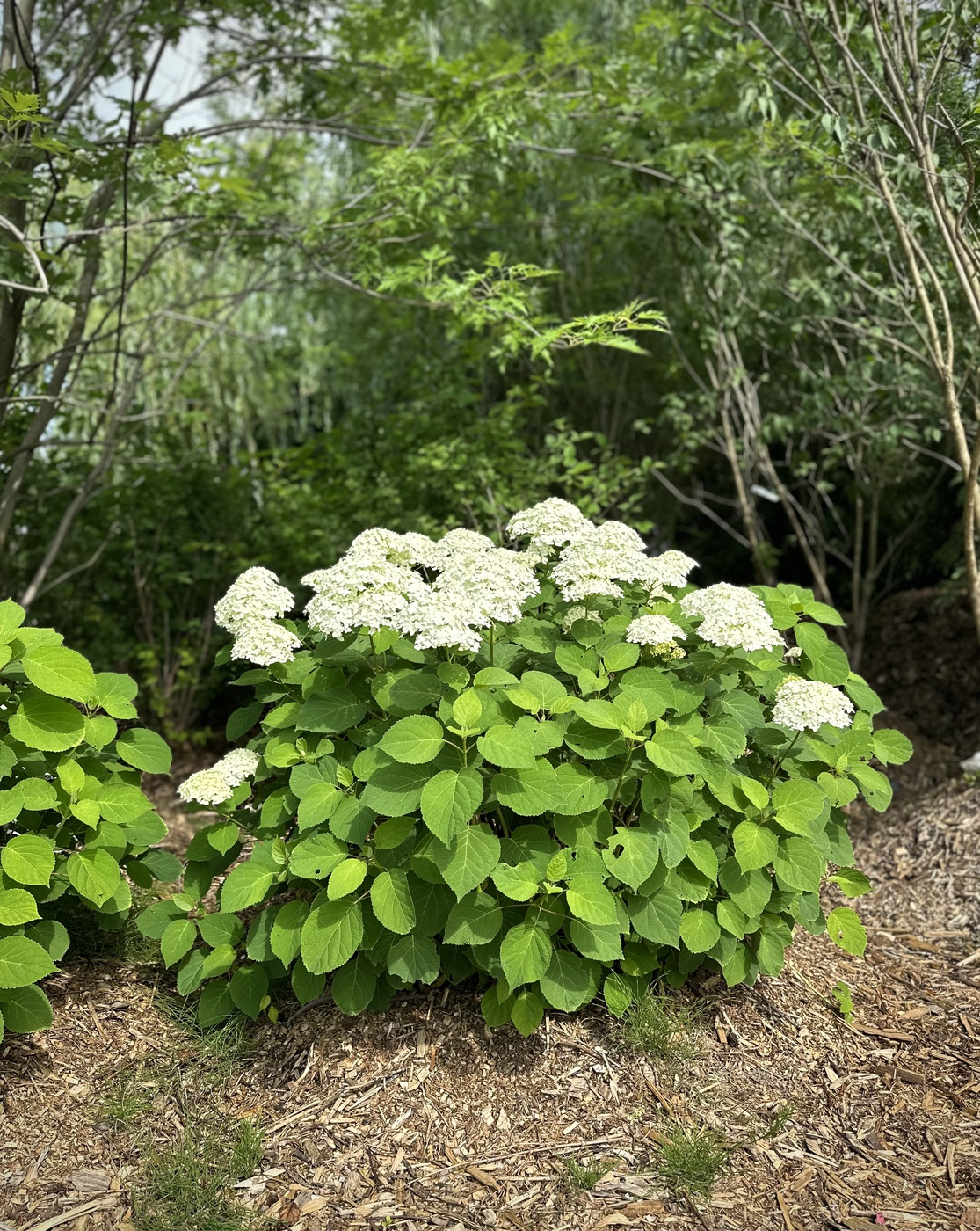 Гортензия древовидная `Аннабель``Annabelle`