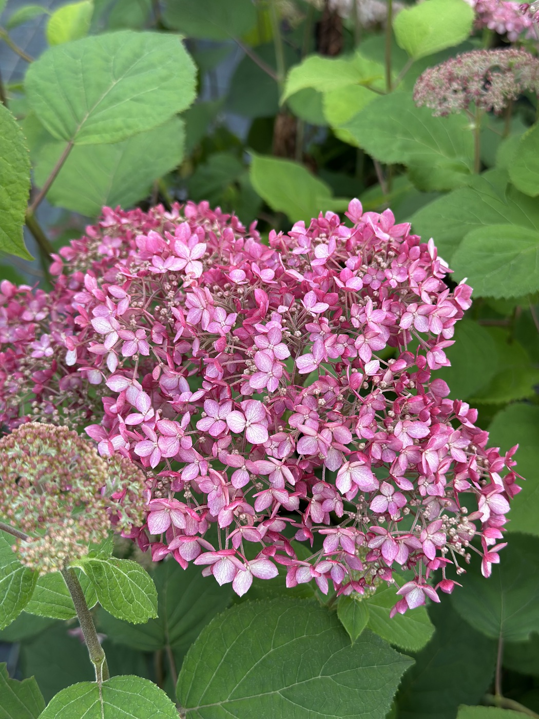 Гортензия древовидная `Пинк Аннабель``Pink Annabelle`