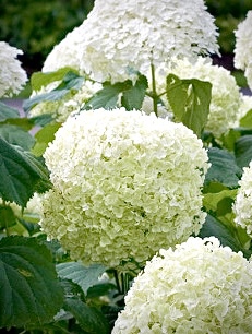 Гортензия древовидная Стронг Аннабель (Strong Annabelle)