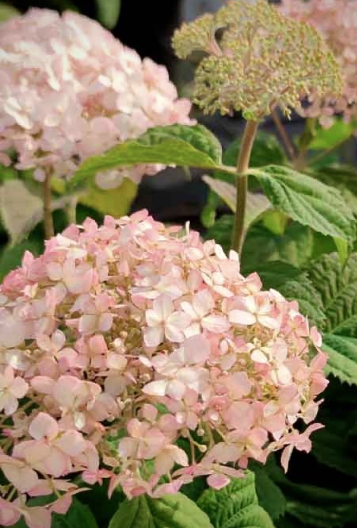 Гортензия древовидная Белла Рагацца Бланшетта (Bella Ragazza Blanchetta)