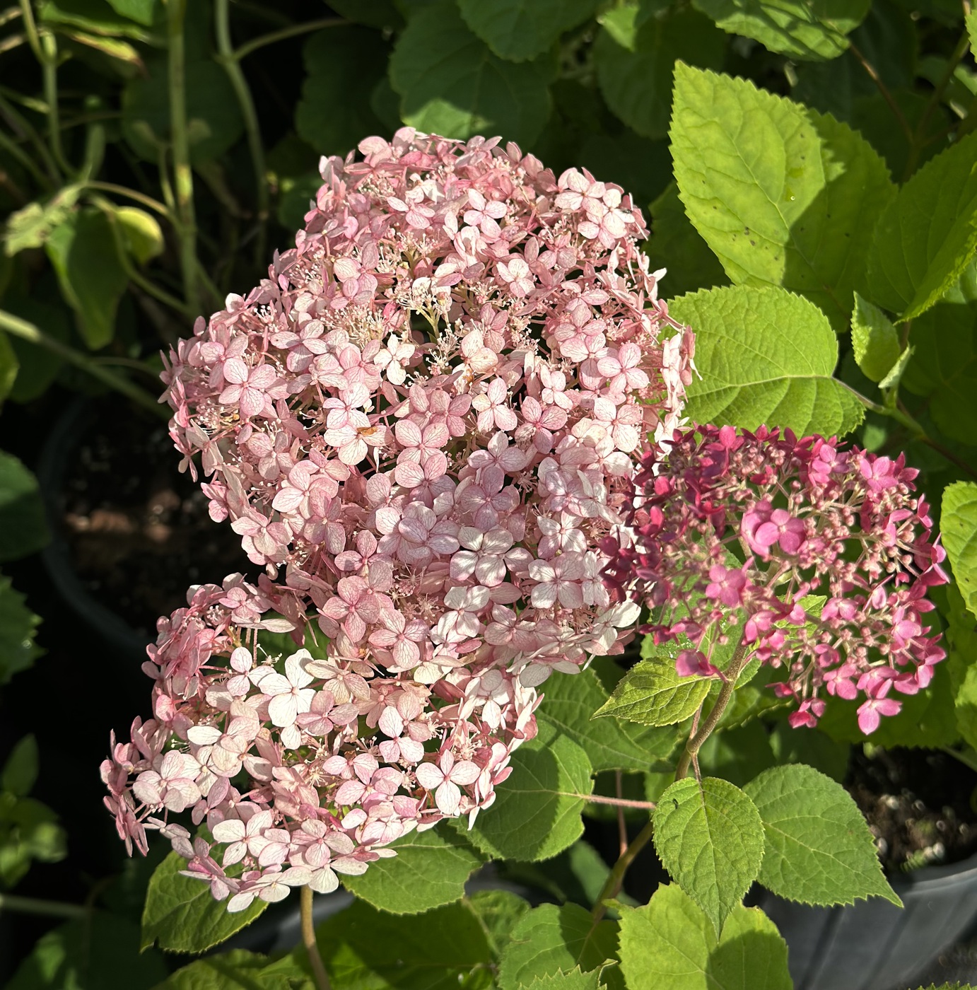 Гортензия древовидная `Пинк Аннабель``Pink Annabelle`