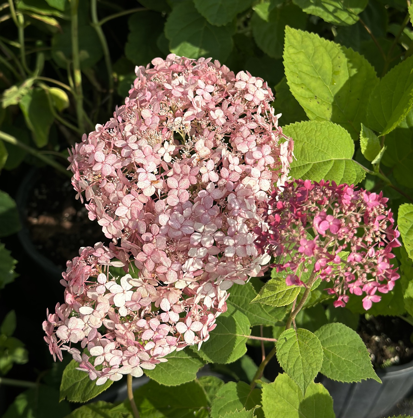 Гортензия древовидная `Пинк Аннабель``Pink Annabelle`