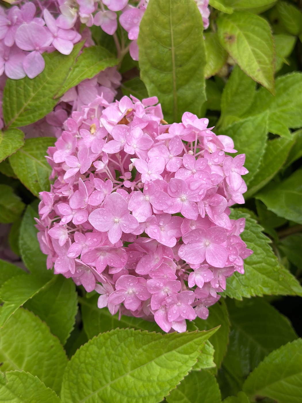 Гортензия крупнолистная `Эндлесс Cаммер``Endless Summer`