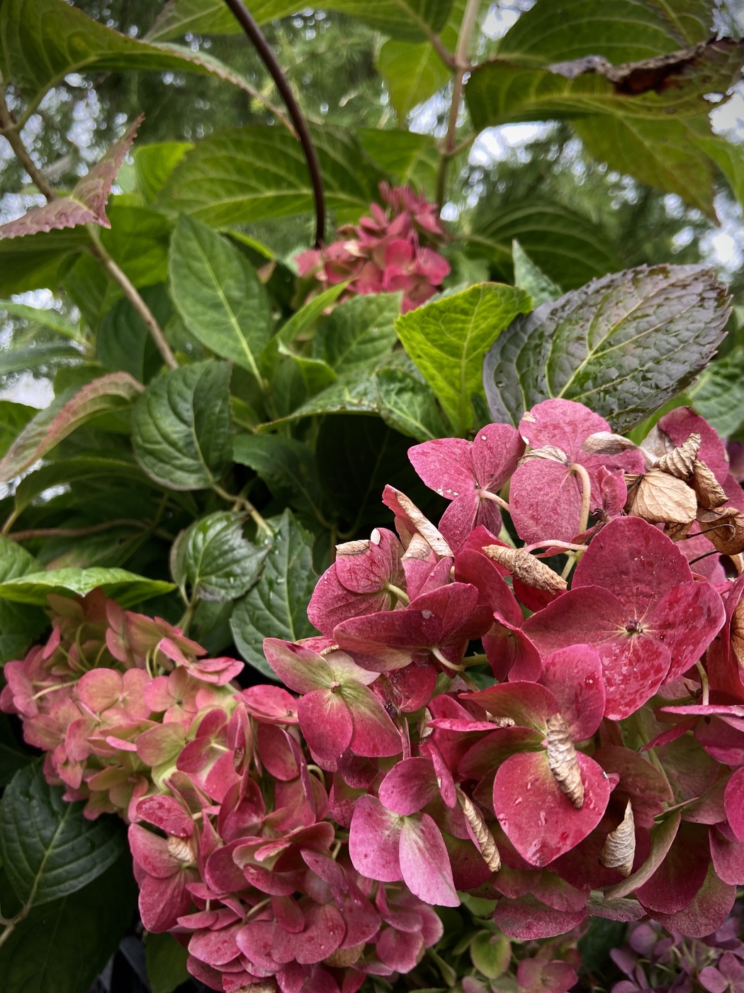 Гортензия крупнолистная