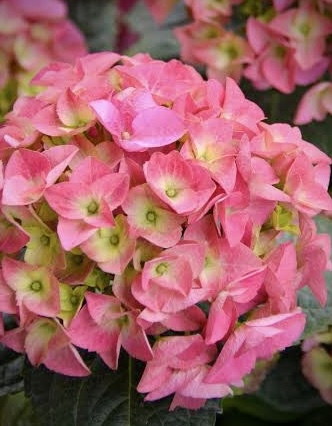 Гортензия крупнолистная Эрли Роуз (Early Rose)