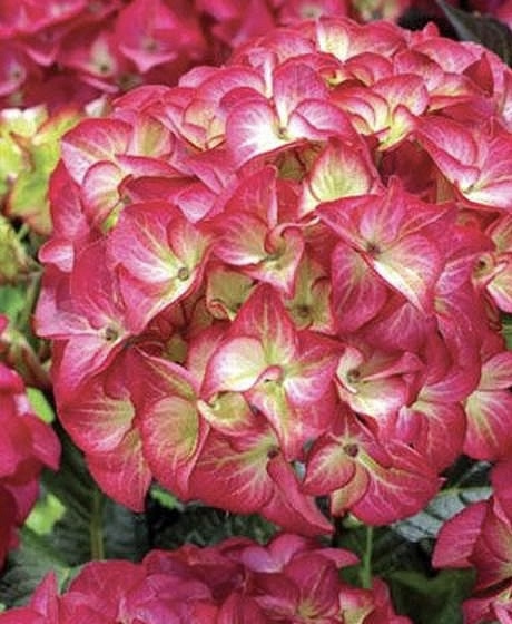 Гортензия крупнолистная Ред Энджел (Red Angel)