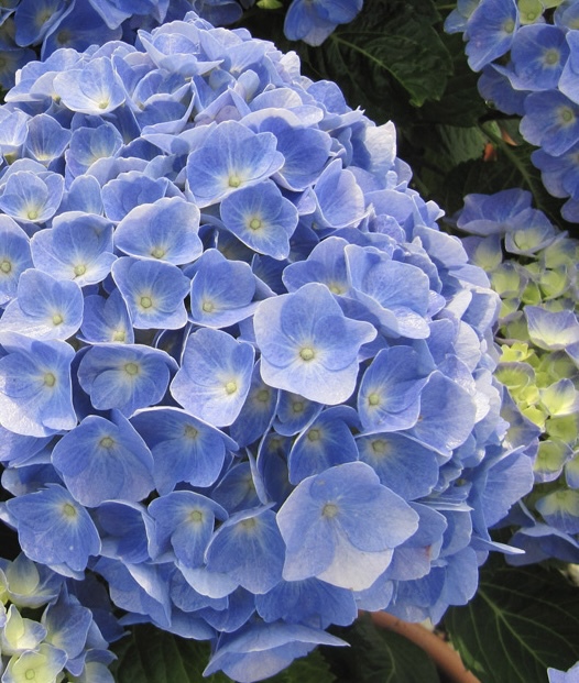 Гортензия крупнолистная Боденси Блю (Bodensee Bleu)