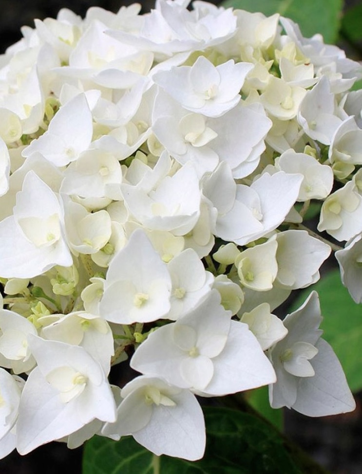 Гортензия крупнолистная Брайт Вайт (Bright White)