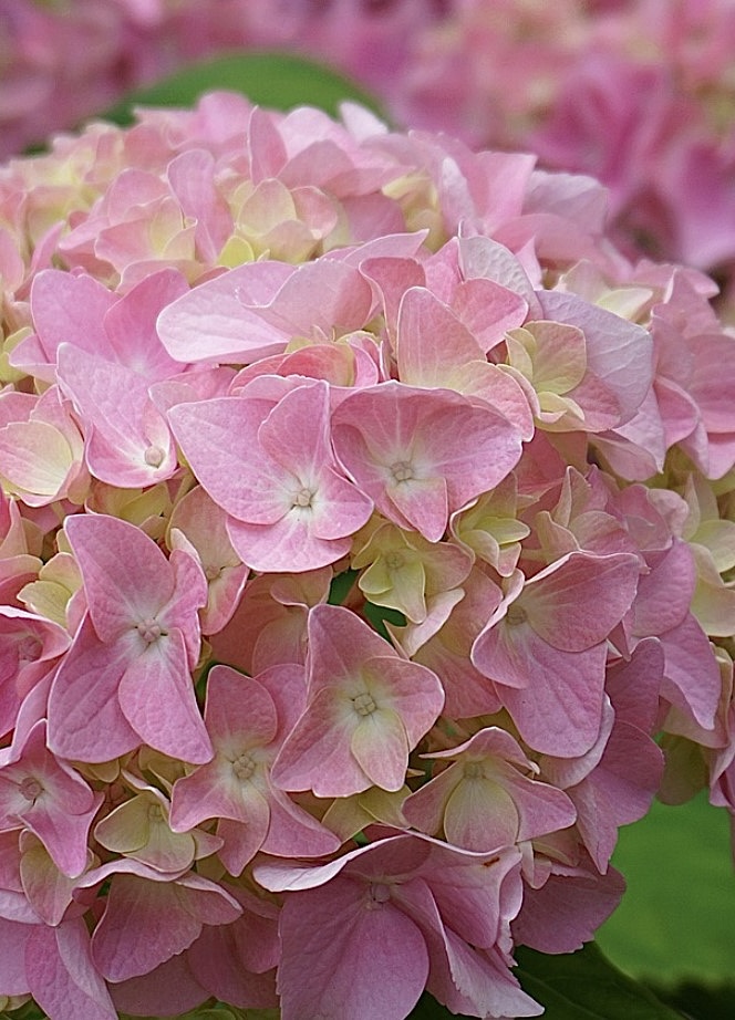 Гортензия крупнолистная Пинк Сенсейшн (Pink Sensation)