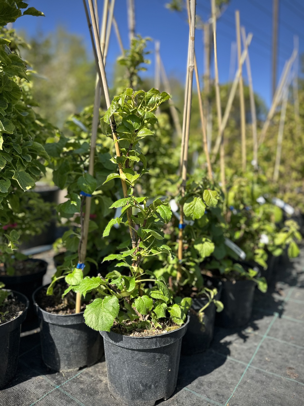 Гортензия вьющаяся Петиоларис (Hydrangea petiolaris)