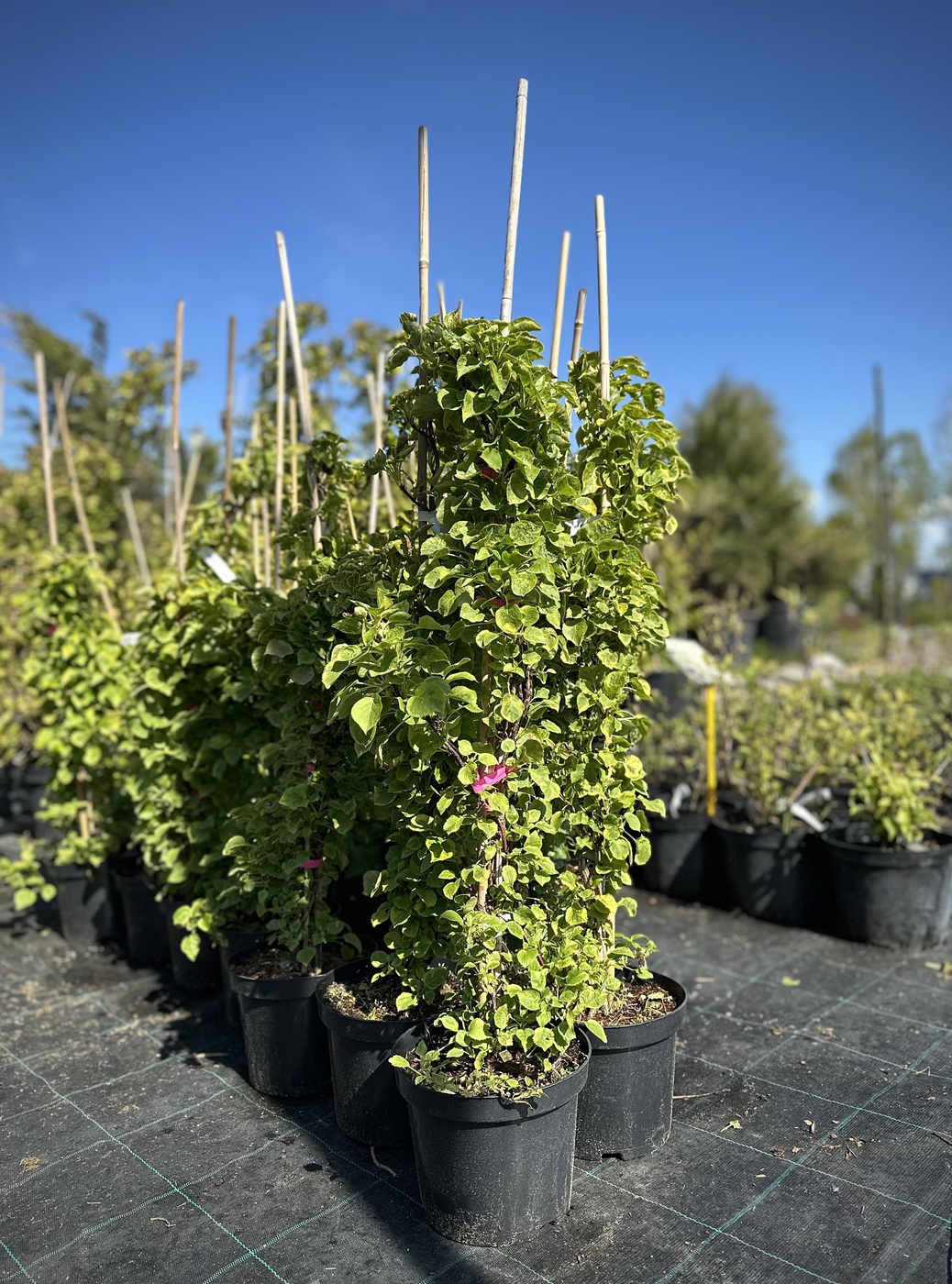 Гортензия вьющаяся Миранда (Mirranda)