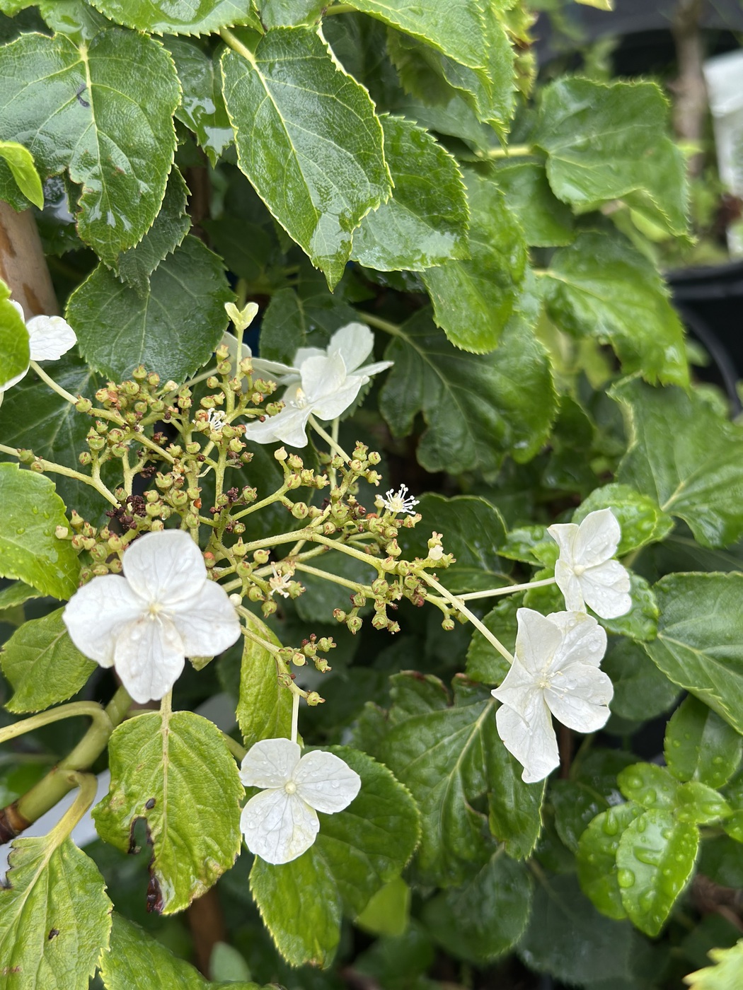Гортензия вьющаяся Петиоларис (Hydrangea Petiolaris)