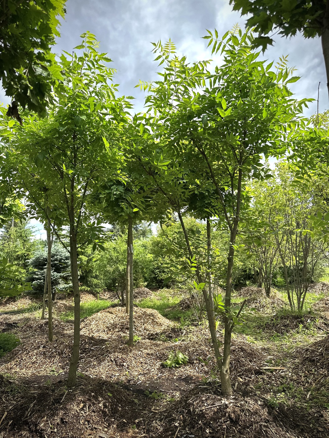 Бархат Амурский