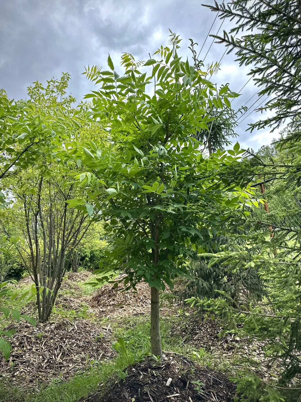 Бархат Амурский