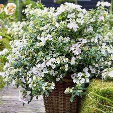 Гортензия гибридная `Раневей Брайд``Runaway Bride`