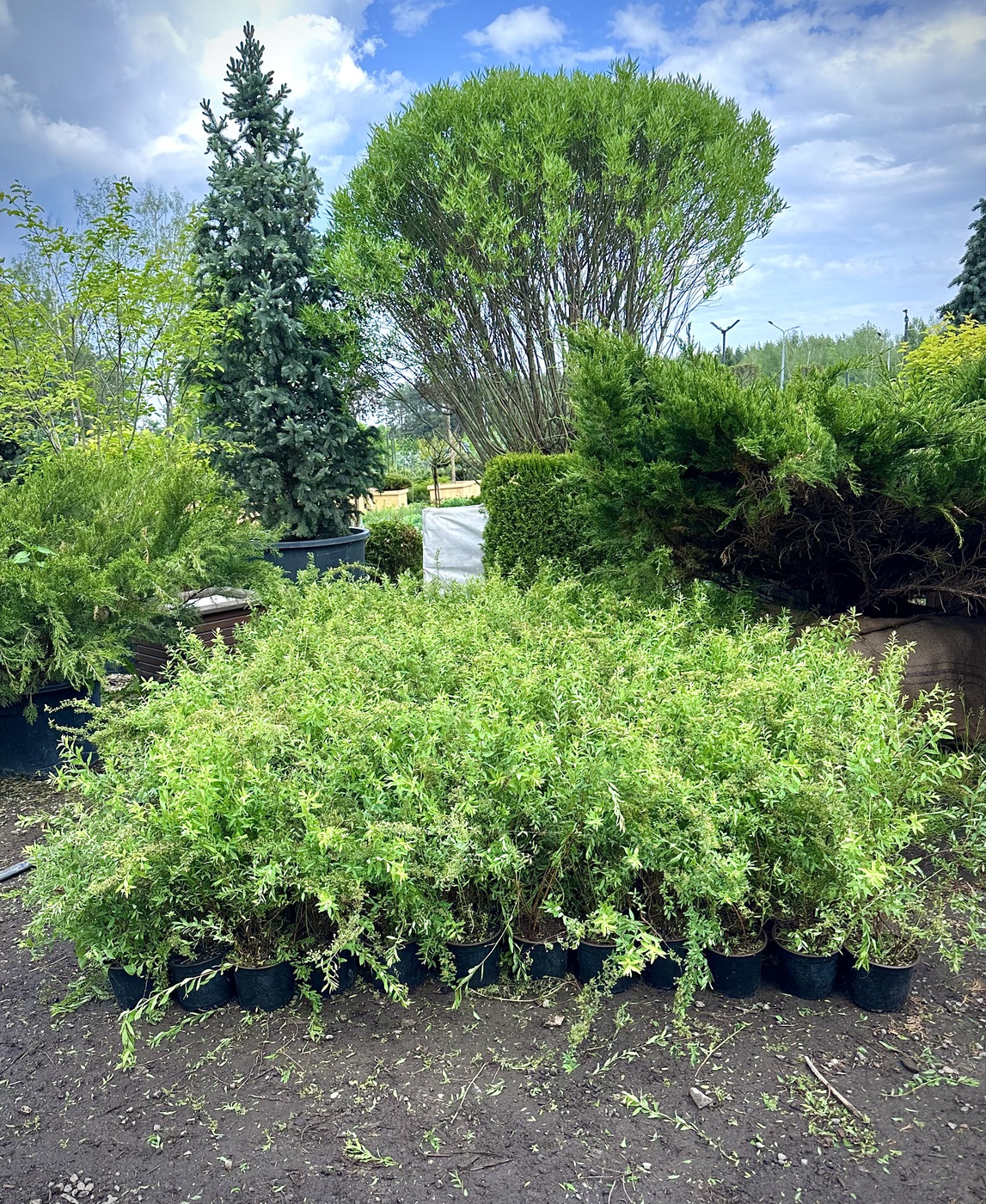 Спирея серая `Грефшейм``Grefsheim`