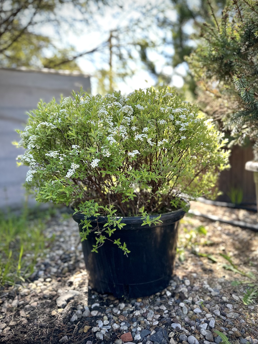 Спирея серая `Грефшейм``Grefsheim`