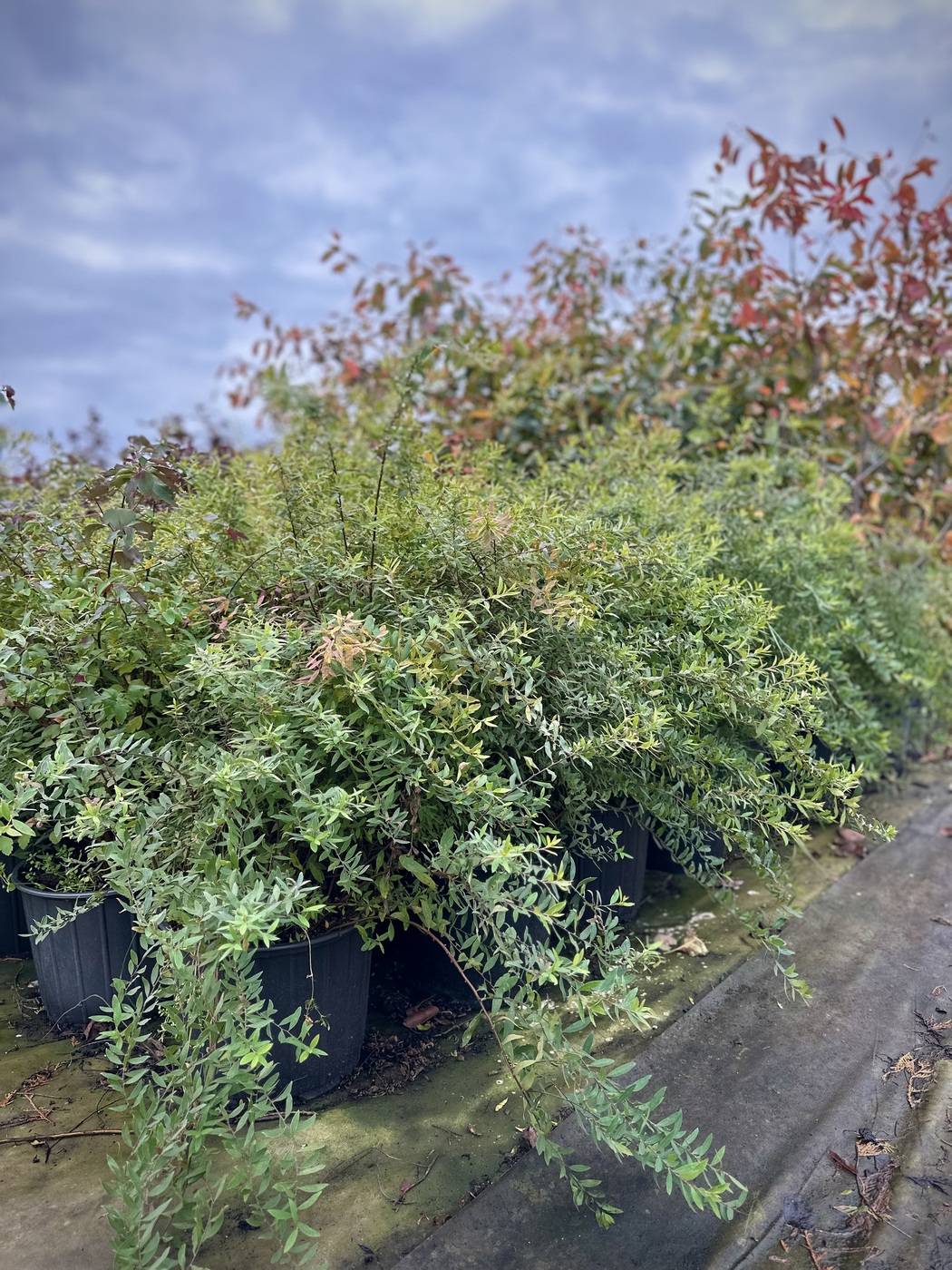 Спирея серая `Грефшейм``Grefsheim`