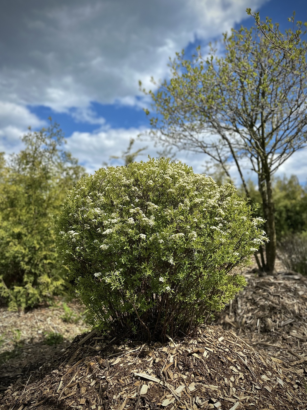Спирея серая `Грефшейм``Grefsheim`