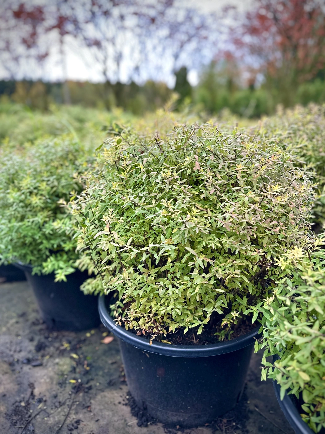 Спирея серая `Грефшейм``Grefsheim`