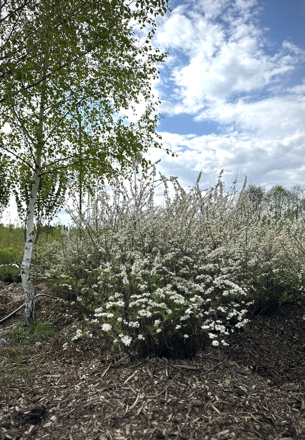 Спирея серая `Грефшейм``Grefsheim`