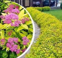 Спирея японская``Голден Принцесс`Golden Princess`