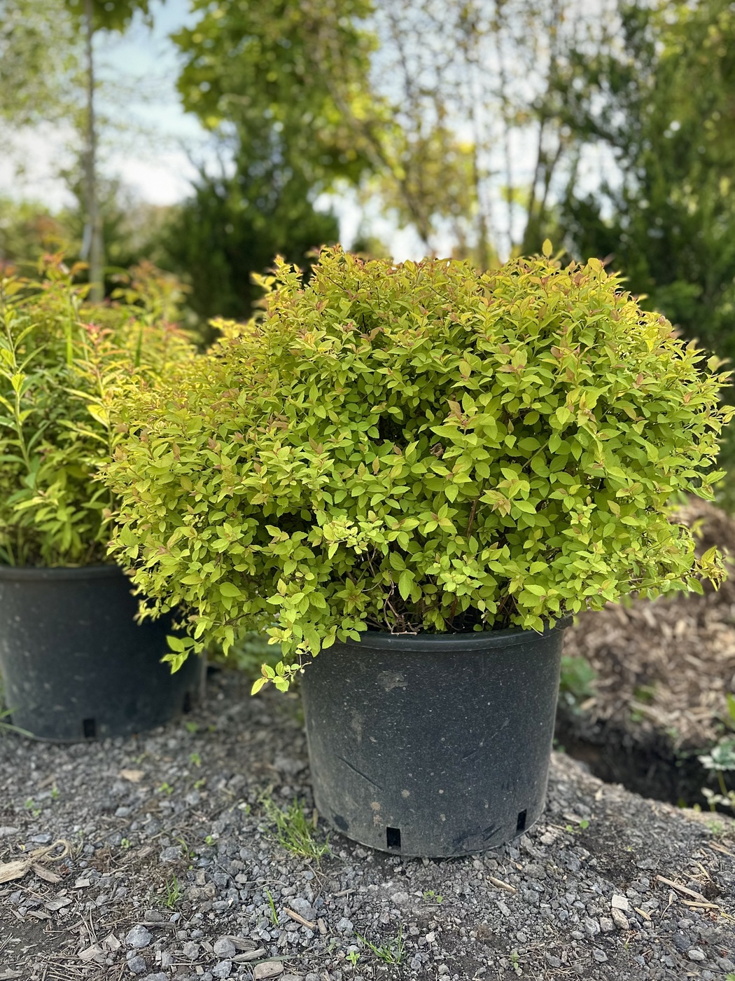 Спирея японская``Голден Принцесс`Golden Princess`