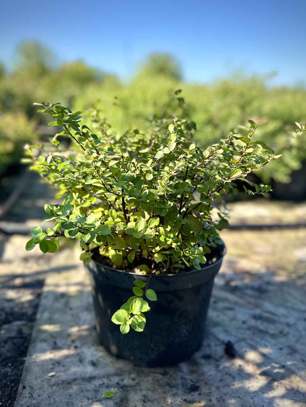 Спирея березолистная `Тор``Tor`