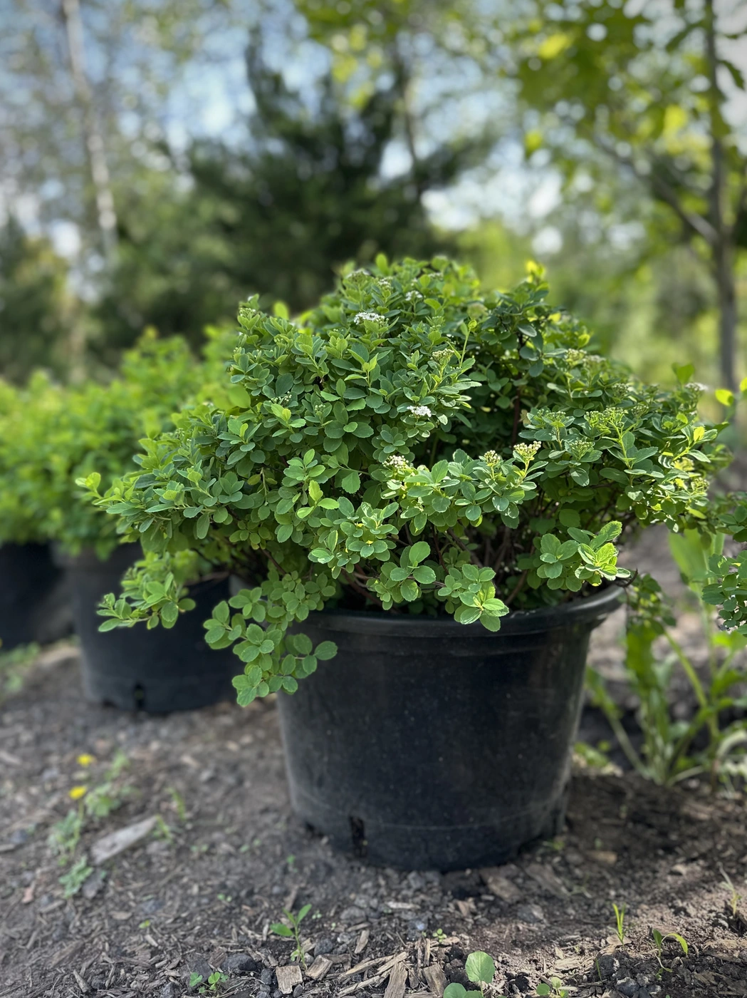 Спирея березолистная `Тор``Tor`