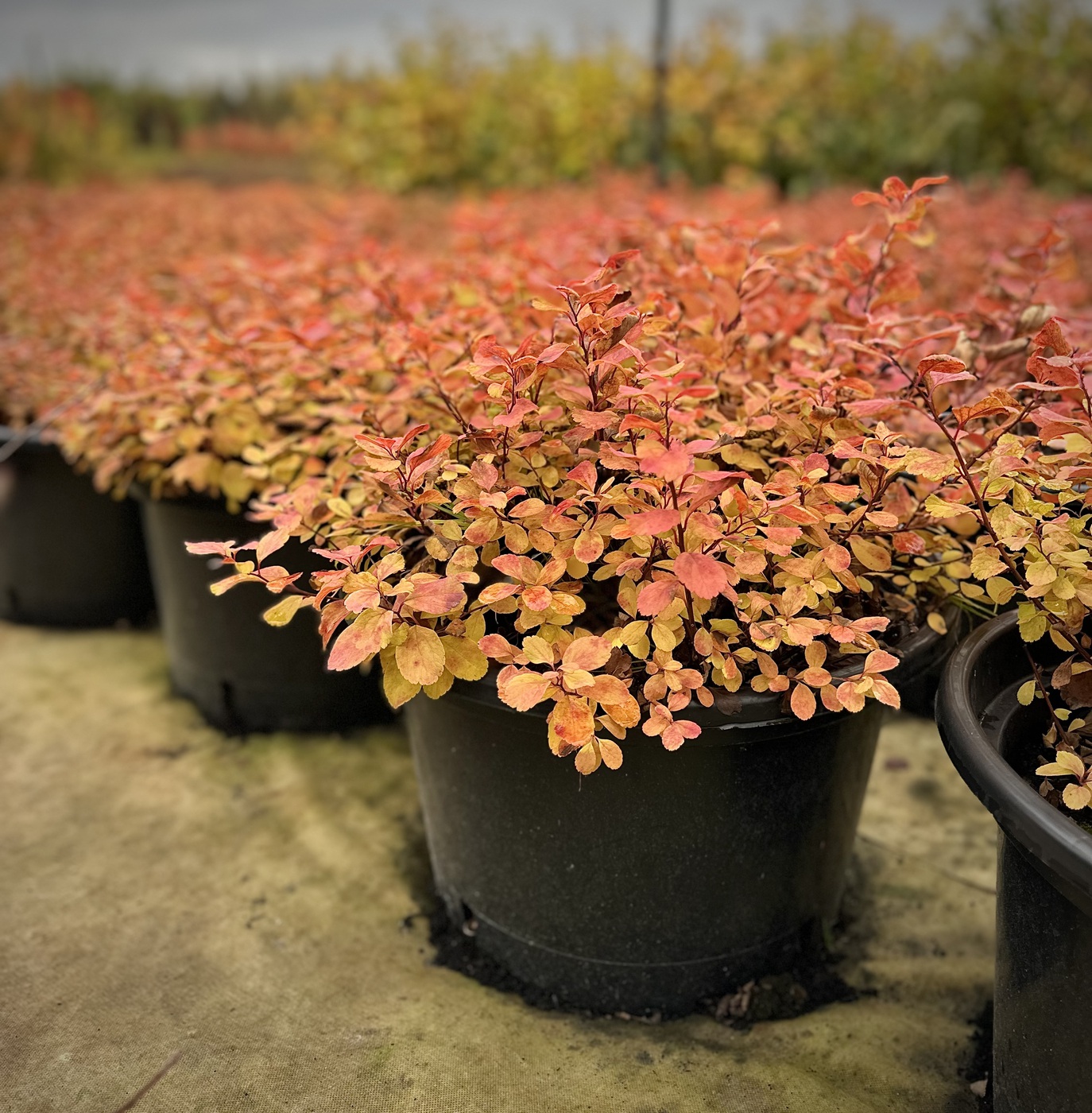 Спирея березолистная `Тор Голд``Tor Gold`