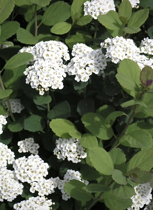 Спирея березолистная Айлэнд (Island)