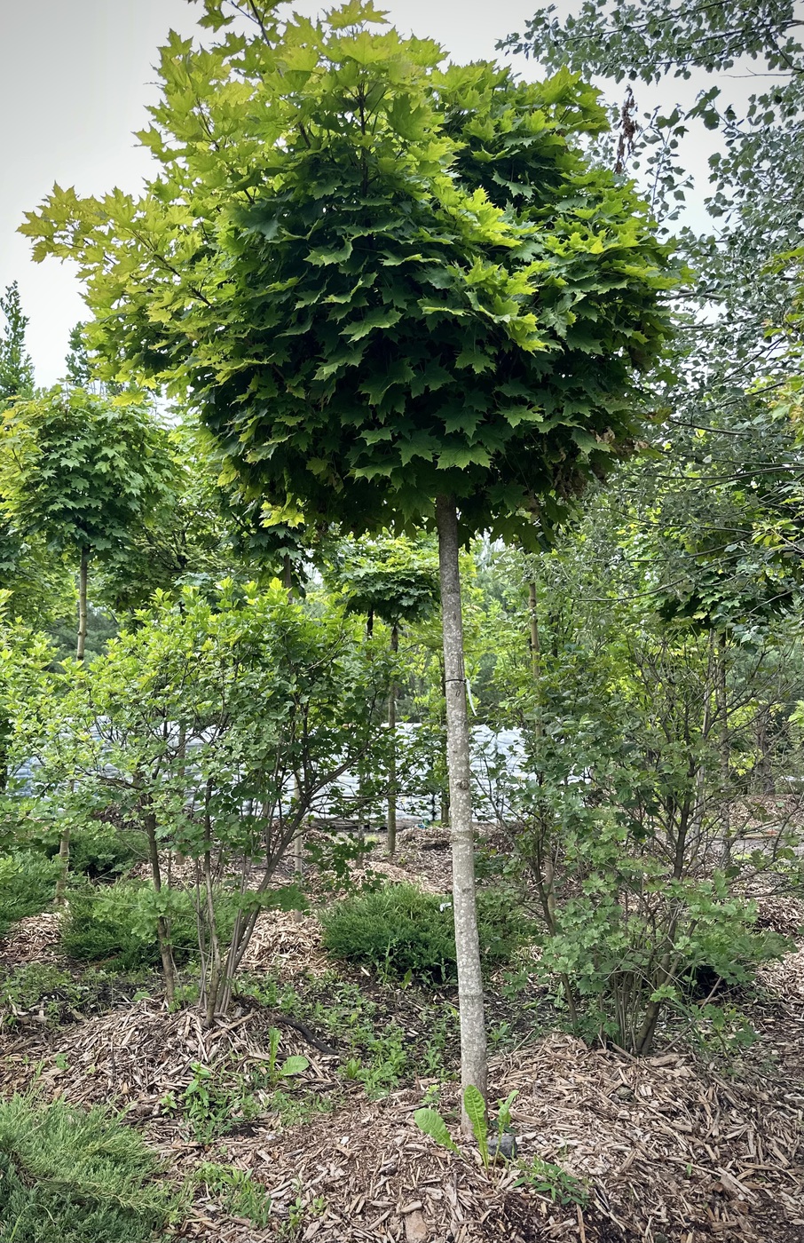 Клен остролистный `Глобозум``Globosum` ШАР