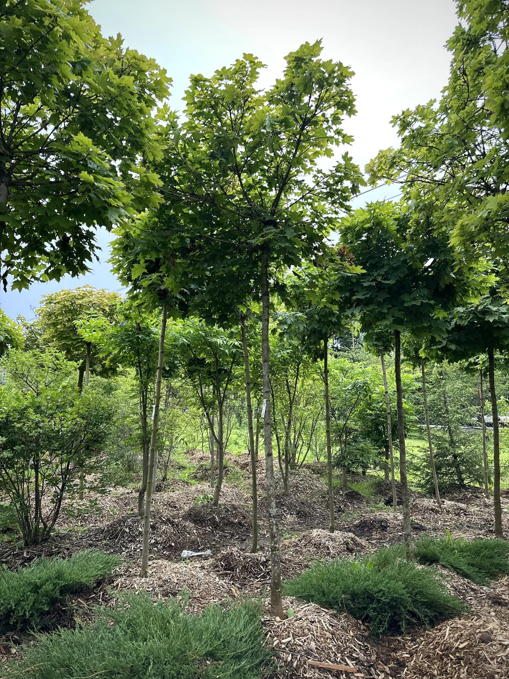 Клен остролистный `Глобозум``Globosum` ШАР