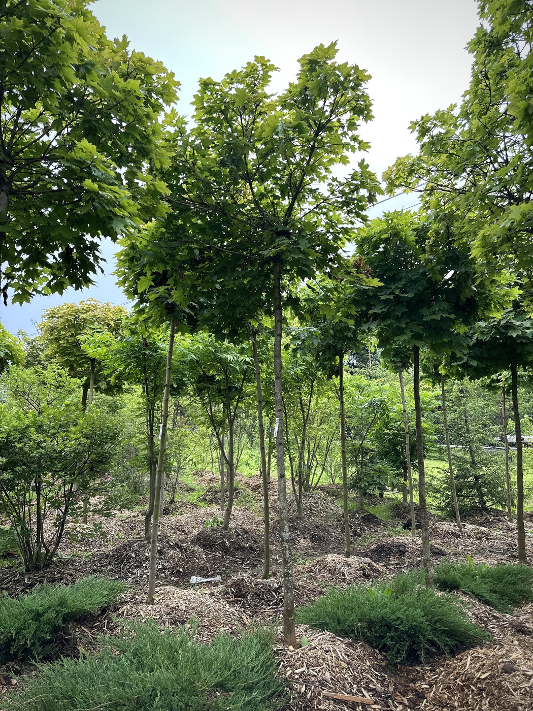 Клен остролистный `Глобозум``Globosum` ШАР