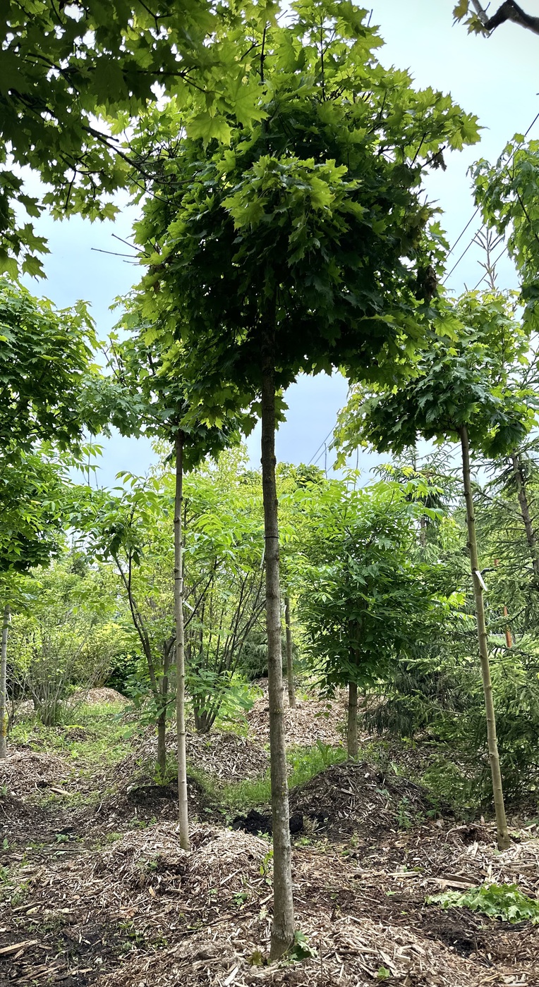 Клен остролистный `Глобозум``Globosum` ШАР — изображение 2