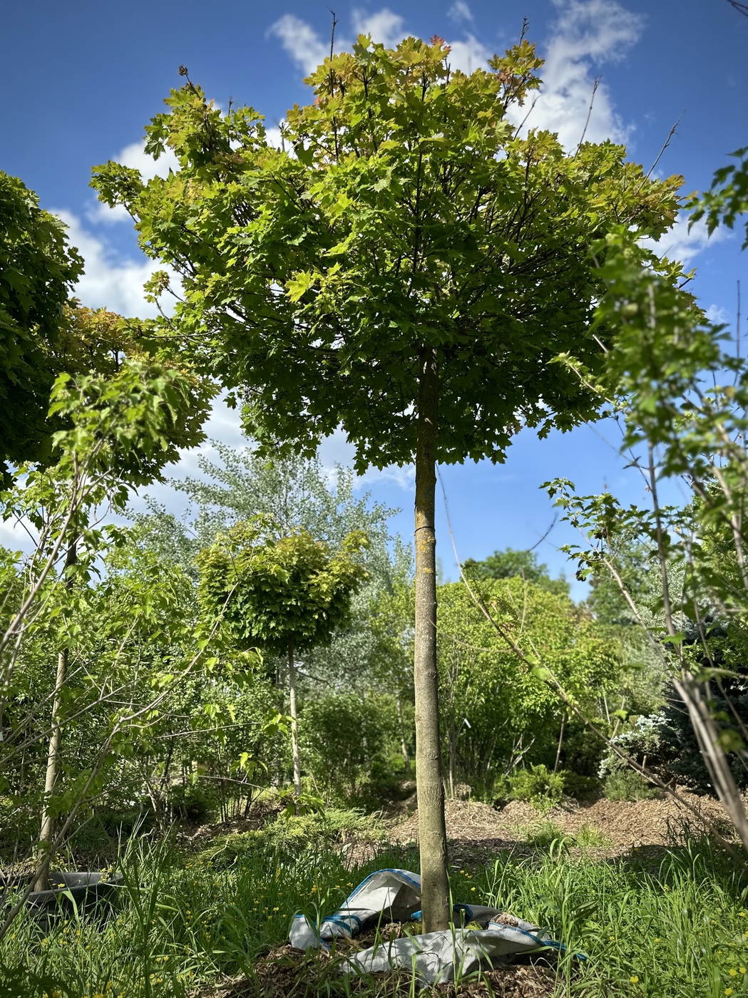 Клен остролистный `Глобозум``Globosum` ШАР
