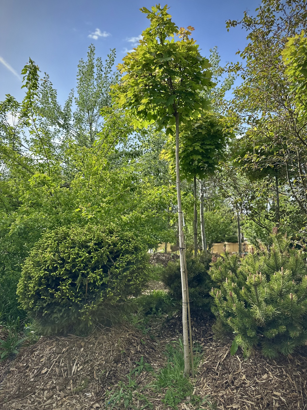 Клен остролистный `Глобозум``Globosum` ШАР