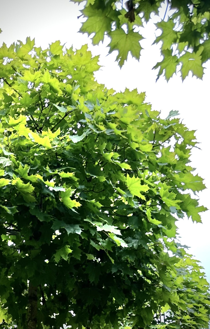 Клен остролистный Глобозум (Globosum) ШАР