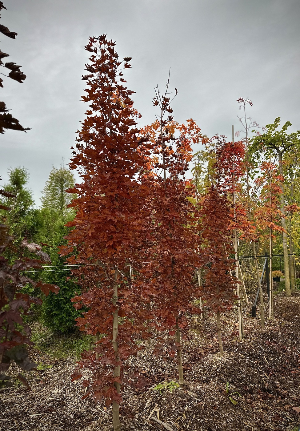 Клен остролистный `Кримсон Сентри``Crimson Sentry`