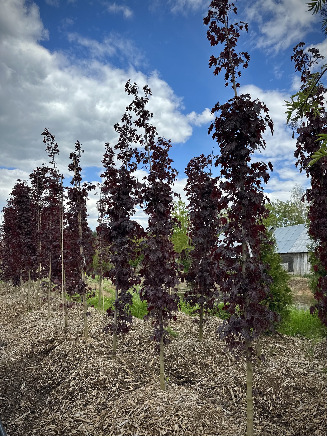 Клен остролистный `Кримсон Сентри``Crimson Sentry`