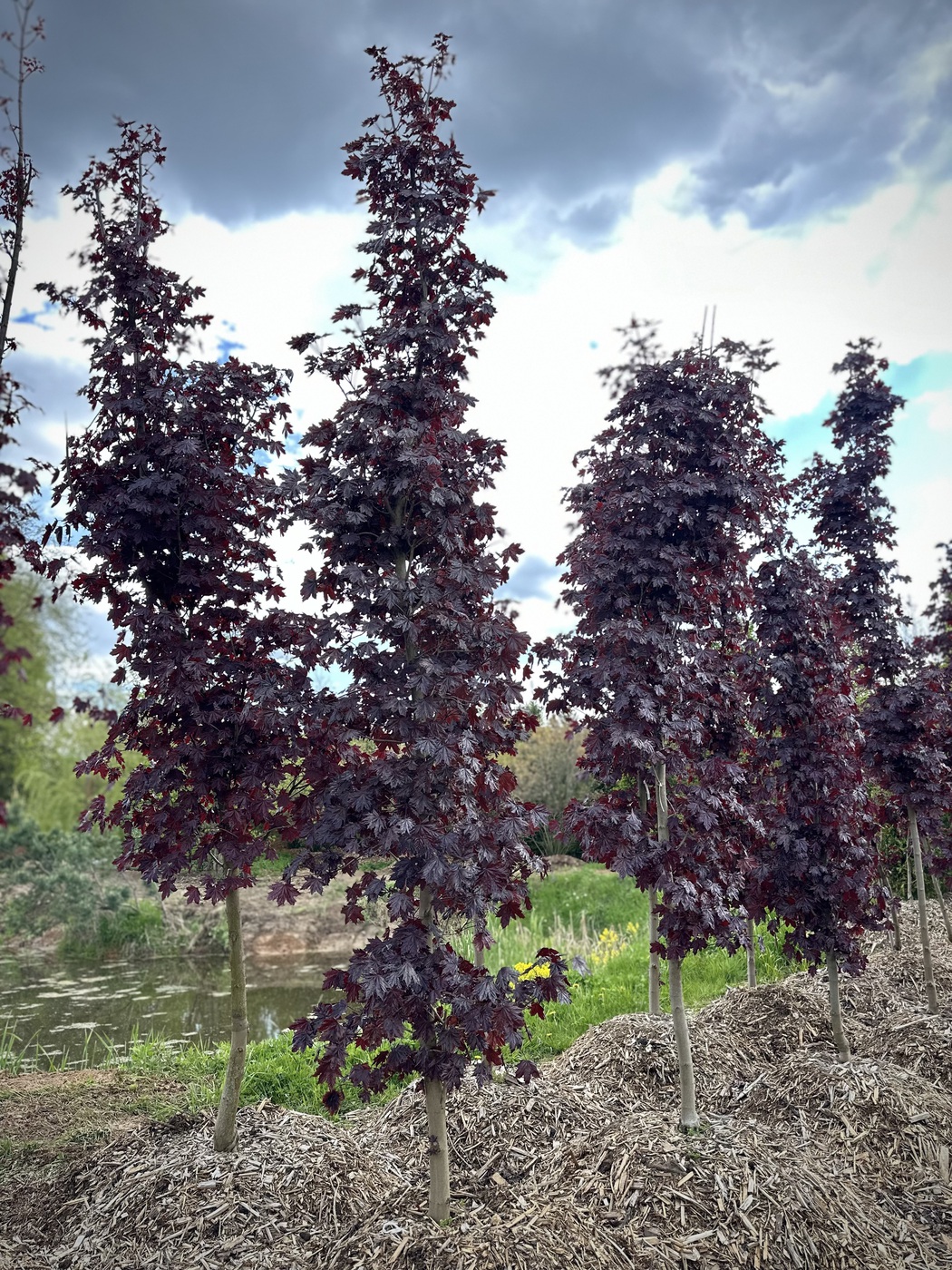 Клен остролистный `Кримсон Сентри``Crimson Sentry`