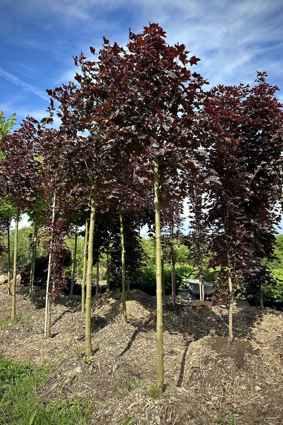 Клен остролистный `Роял Ред``Royal Red`