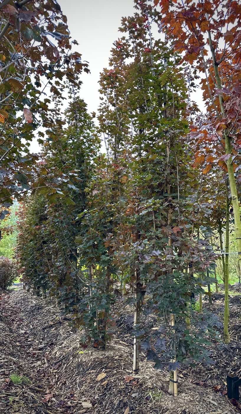 Клен остролистный `Кримсон Сентри``Crimson Sentry`