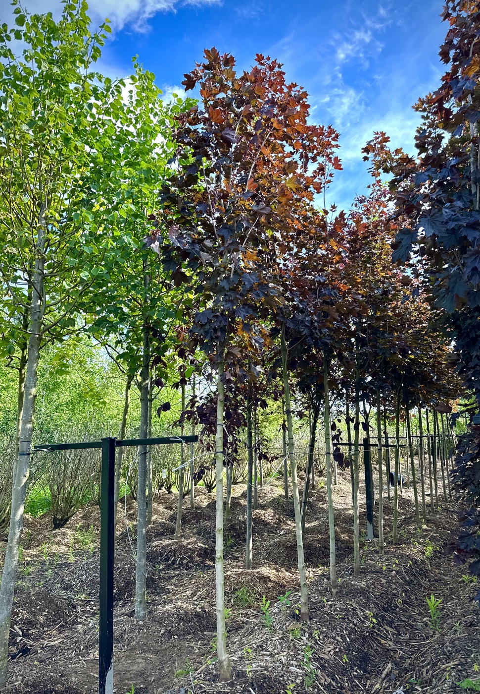 Клен остролистный `Роял Ред``Royal Red`