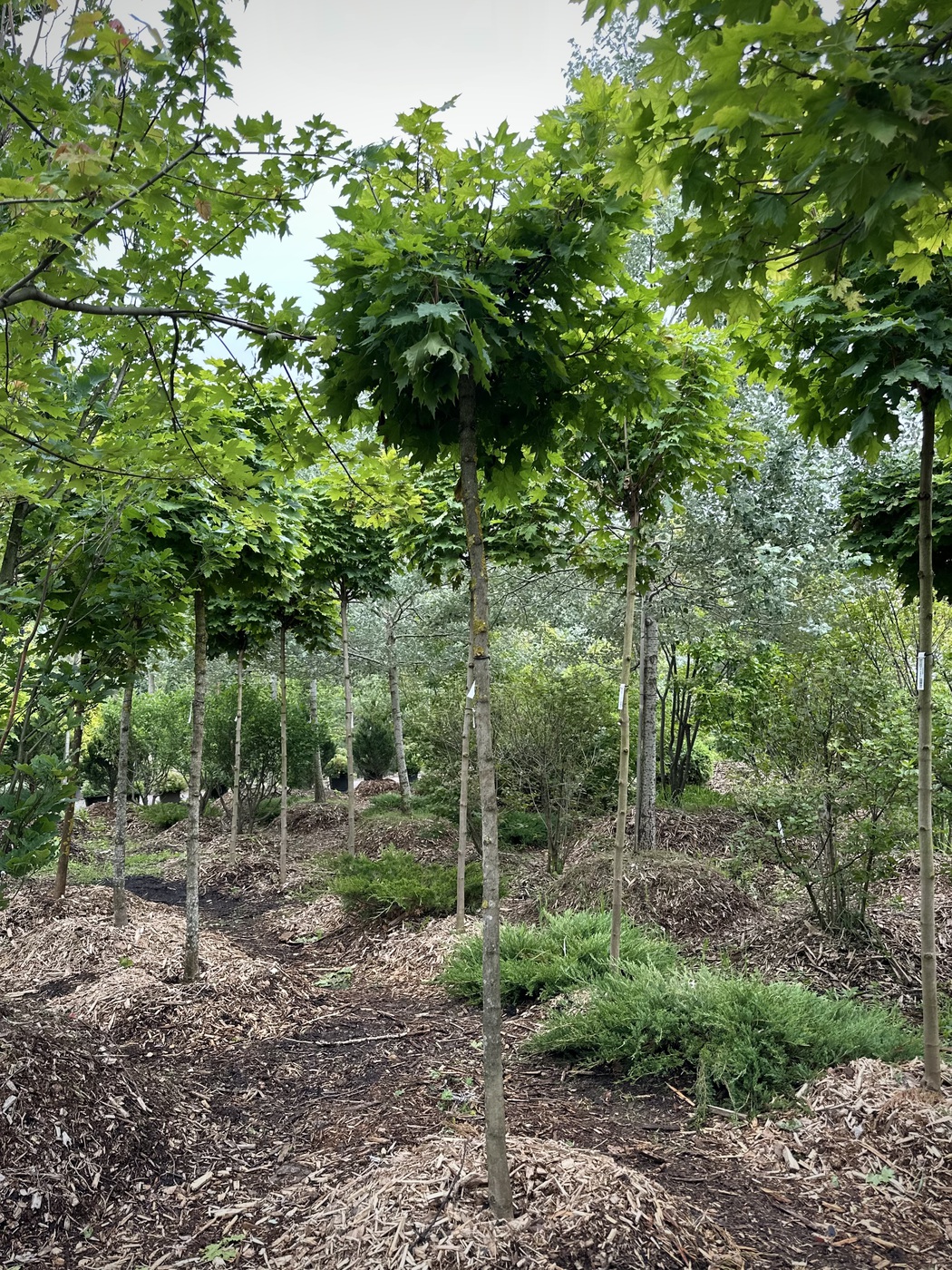 Клен остролистный `Глобозум``Globosum` ШАР