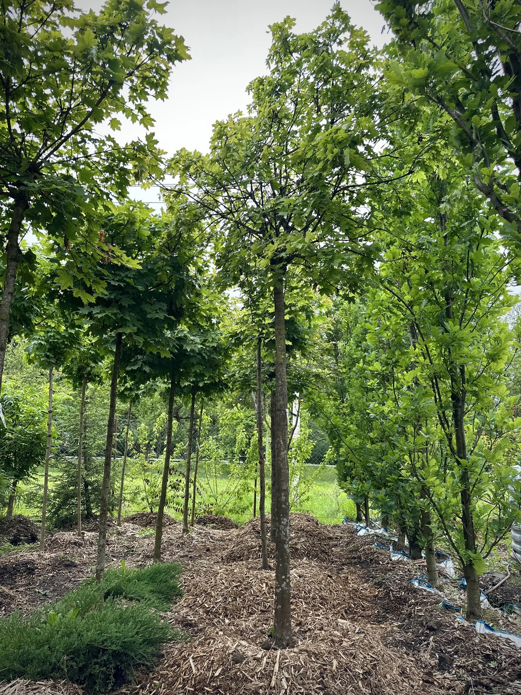 Клен остролистный `Глобозум``Globosum` ШАР