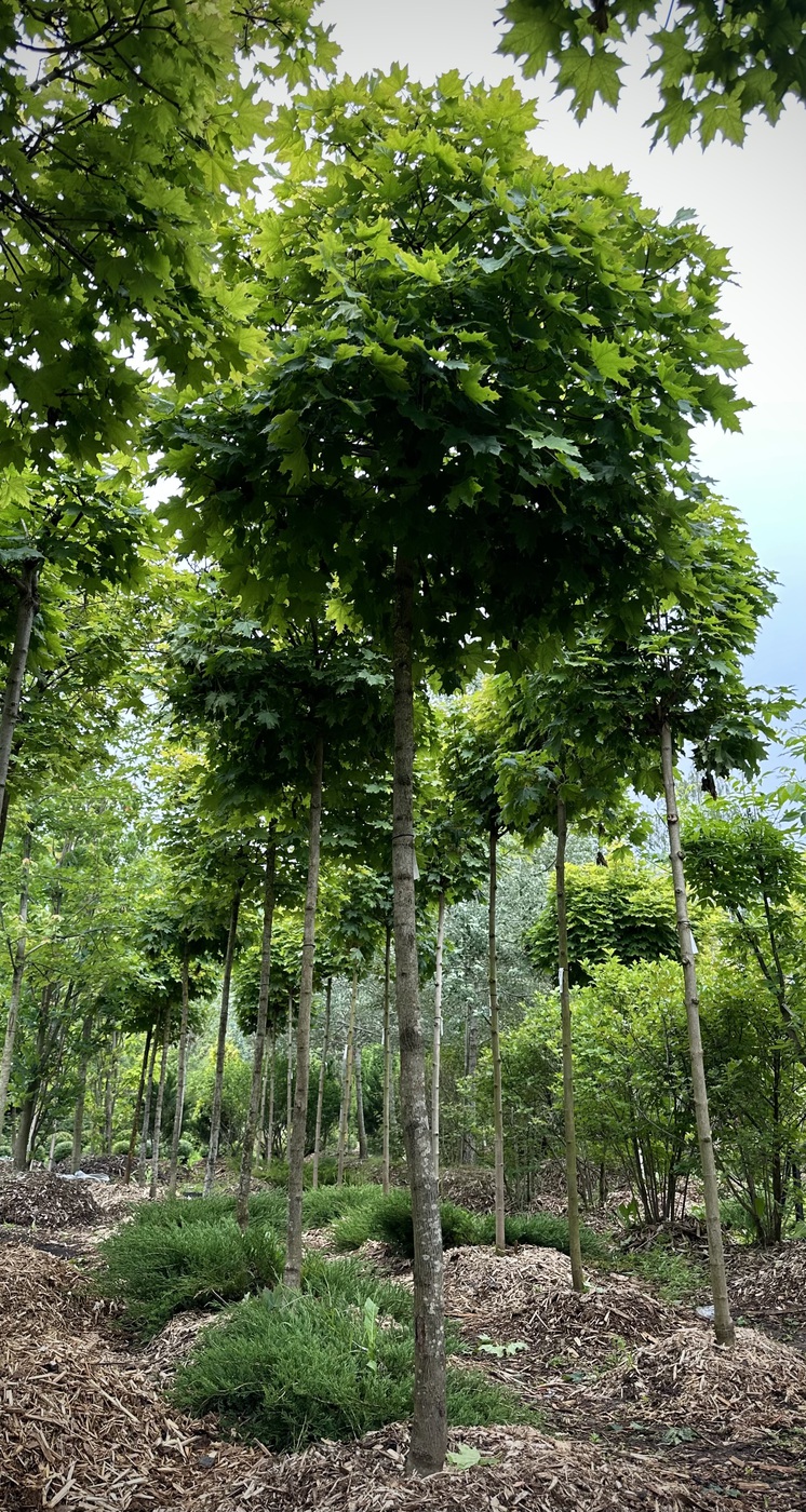 Клен остролистный `Глобозум``Globosum` ШАР