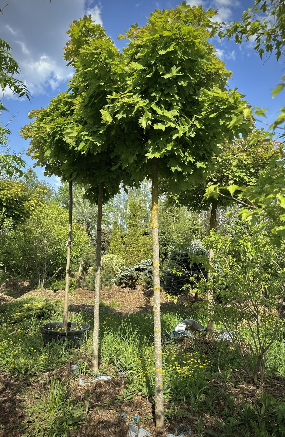 Клен остролистный `Глобозум``Globosum` ШАР